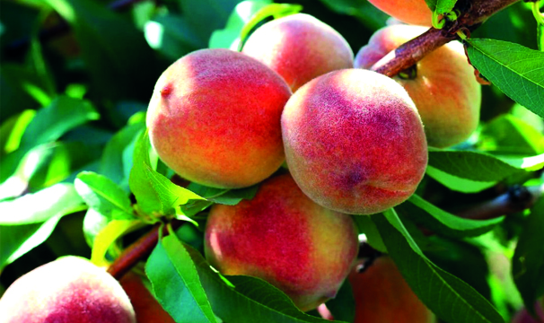 Erken Hasat Şeftali